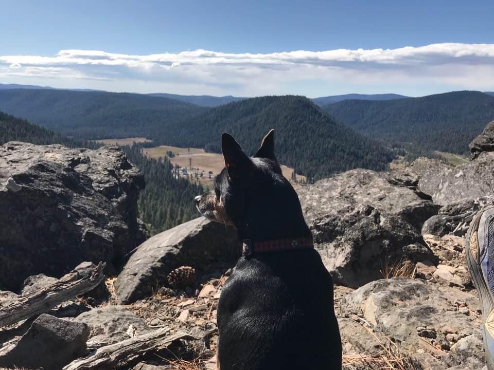 Speedo enjoying the view